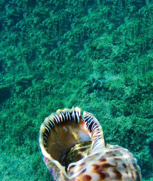 Gros Plan Escargot Mer Sous Eau Comme Fond — Photo