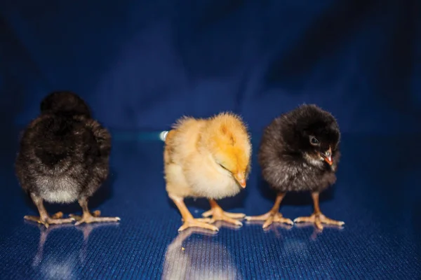 Pintinhos Pretos Amarelos Fundo Azul — Fotografia de Stock