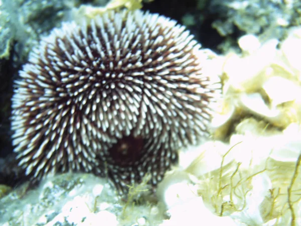 Nahaufnahme Von Meerkastanien Unter Wasser Als Hintergrund — Stockfoto