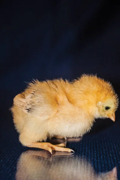 black and yellow chick on blue background