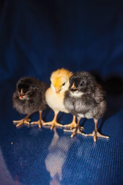 Svarta Och Gula Kycklingar Blå Bakgrund — Stockfoto
