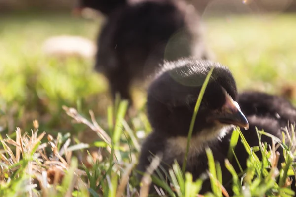 Yeşil Çim Siyah Chicks — Stok fotoğraf