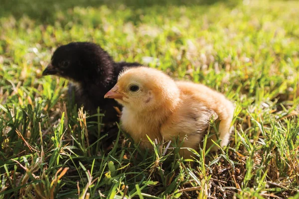 Poussins Noirs Jaunes Dans Herbe Verte — Photo