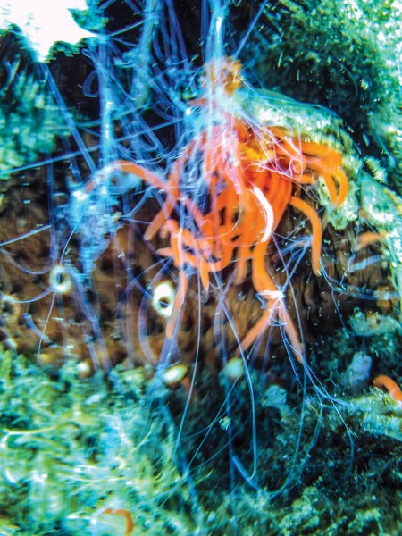 Close Sea Cucumber Underwater — Stock Photo, Image