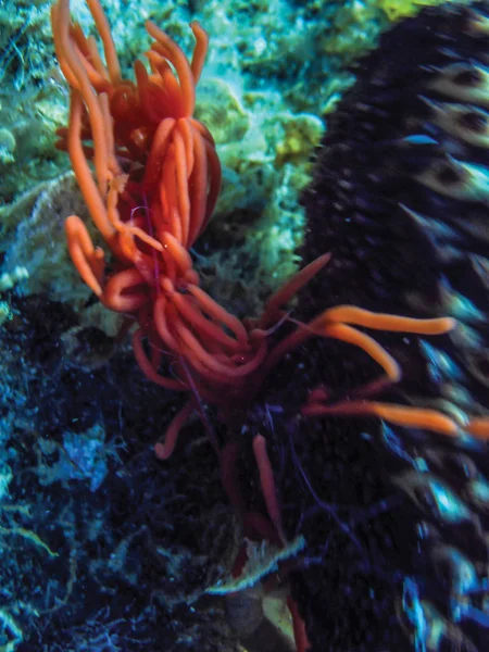 Sualtı Deniz Hıyarı Yakın Çekim — Stok fotoğraf