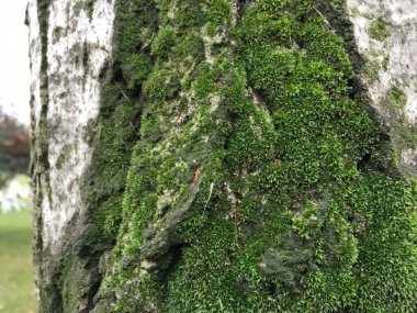 Moss, liken arka plan ünitesi izole