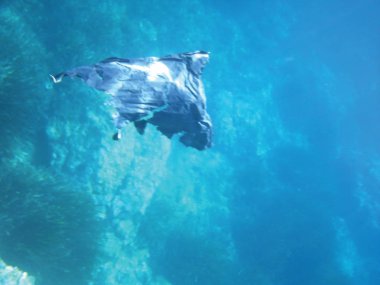 deniz resifleri sualtı arka plan ünitesi izole