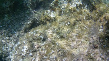 deniz resifleri sualtı arka plan ünitesi izole