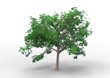 İç 3d ağaç beyaz bir arka plan üzerinde izole
