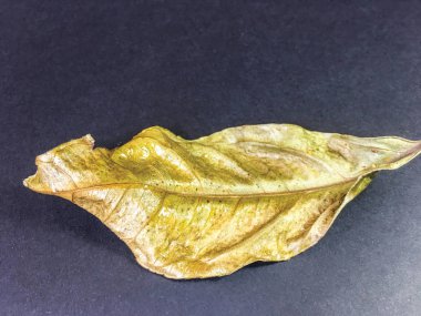 izole yaprak arka plan birimi