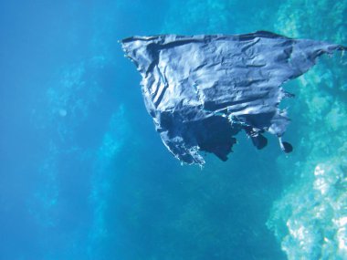 deniz resifleri sualtı arka plan ünitesi izole