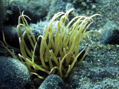 deniz resifleri sualtı arka plan ünitesi izole