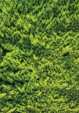 yeşil duvar, santrali arka plan ünitesi izole