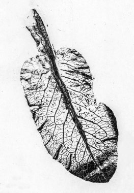 siyah ve beyaz yaprak desenleri birim izole arka plan