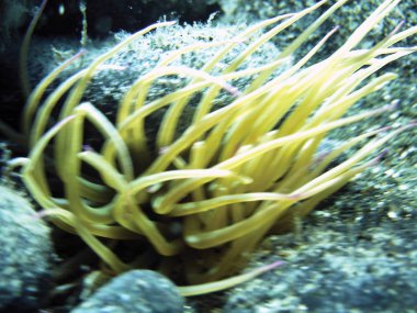 deniz resifleri sualtı arka plan ünitesi izole