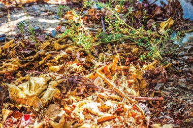 yaprak arka plan ünitesi izole