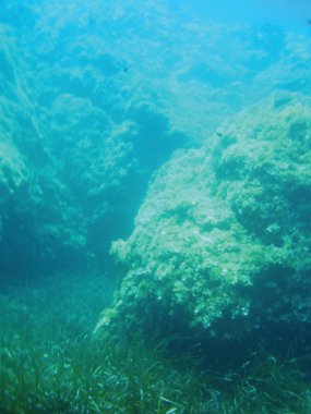 deniz resifleri sualtı arka plan ünitesi izole