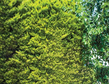 yeşil duvar, santrali arka plan ünitesi izole