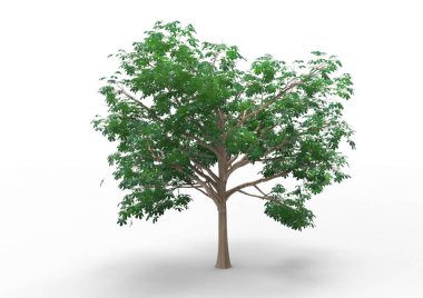 İç 3d ağaç beyaz bir arka plan üzerinde izole