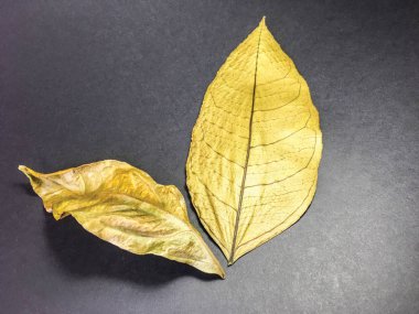 izole yaprak arka plan birimi