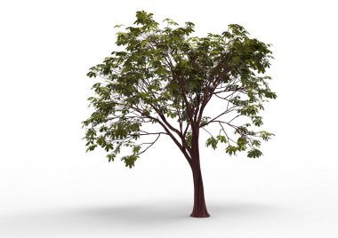 Beyaz arkaplanda izole edilmiş ağaç