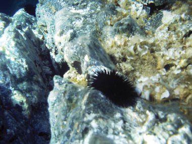 deniz resifleri sualtı arka plan ünitesi izole