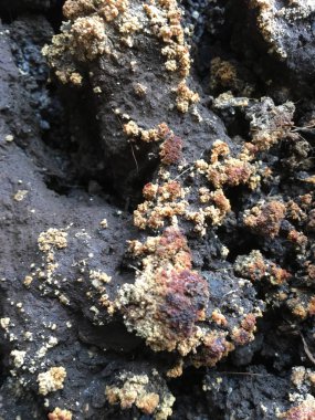 toprak zemin arka plan ünitesi izole