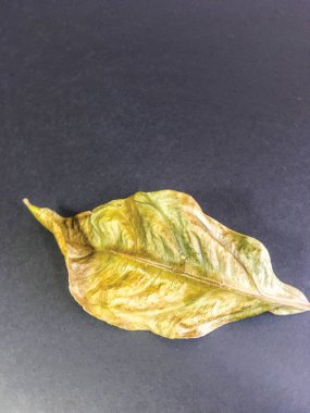 yaprak arka plan ünitesi izole