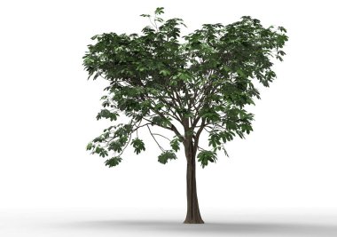 Beyaz arkaplanda izole edilmiş ağaç