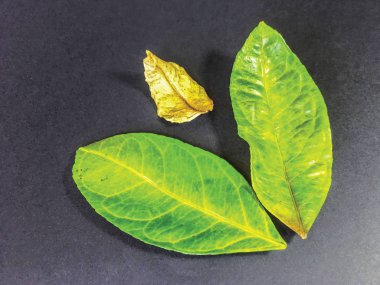 izole yaprak arka plan birimi