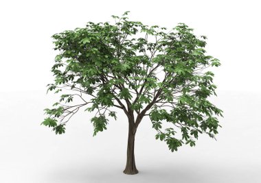 Beyaz arkaplanda izole edilmiş ağaç