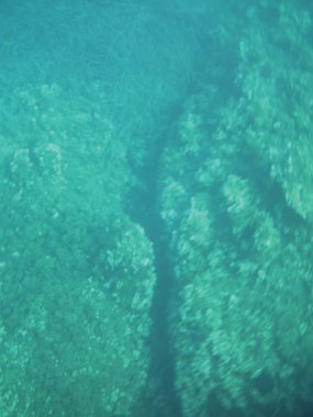 deniz resifleri sualtı arka plan ünitesi izole