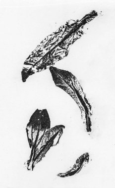 siyah ve beyaz yaprak desenleri birim izole arka plan