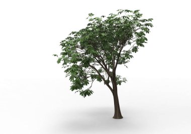 Beyaz arkaplanda izole edilmiş ağaç