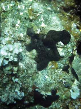 deniz resifleri sualtı arka plan ünitesi izole