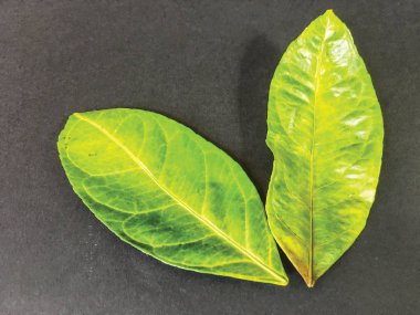 yaprak arka plan ünitesi izole