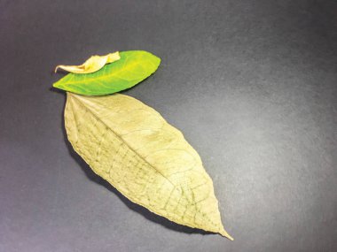 yaprak arka plan ünitesi izole