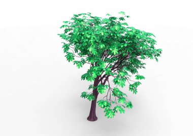 Beyaz arkaplanda izole edilmiş ağaç