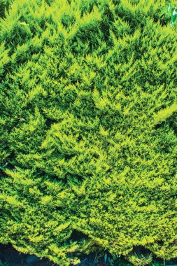 yeşil duvar, santrali arka plan ünitesi izole