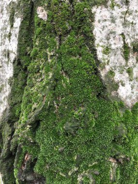 Moss, liken arka plan ünitesi izole