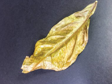 yaprak arka plan ünitesi izole