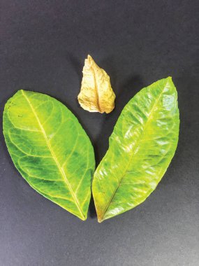 yaprak arka plan ünitesi izole