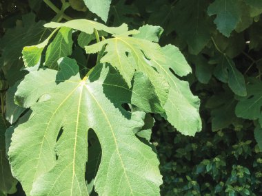 izole yaprak arka plan birimi