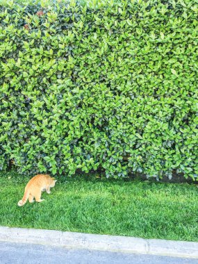 yeşil duvar, santrali arka plan ünitesi izole