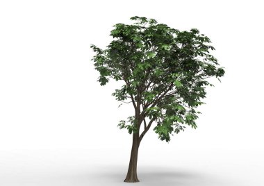 Beyaz arkaplanda izole edilmiş ağaç