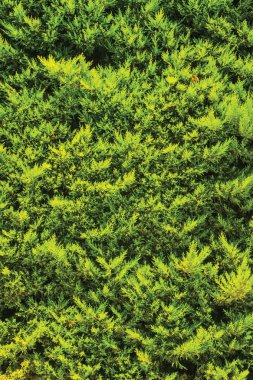 yeşil duvar, santrali arka plan ünitesi izole