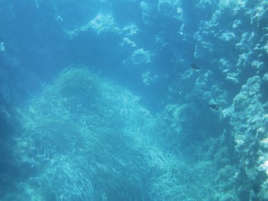 deniz resifleri sualtı arka plan ünitesi izole