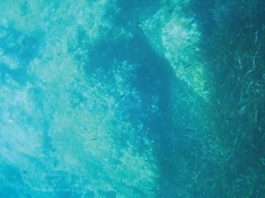 deniz resifleri sualtı arka plan ünitesi izole