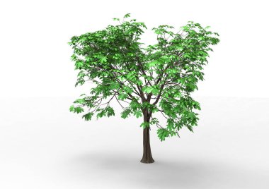 Beyaz arkaplanda izole edilmiş ağaç