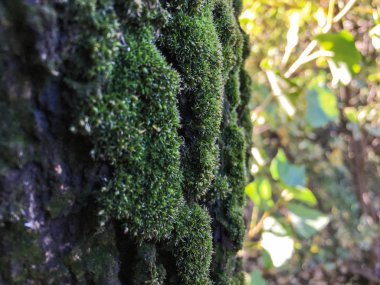 Moss, liken arka plan ünitesi izole